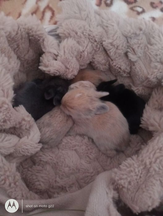 Króliczki Mini ,Karzełek Teddy