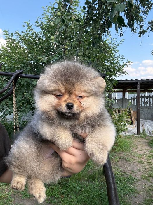Крошка на ладошку