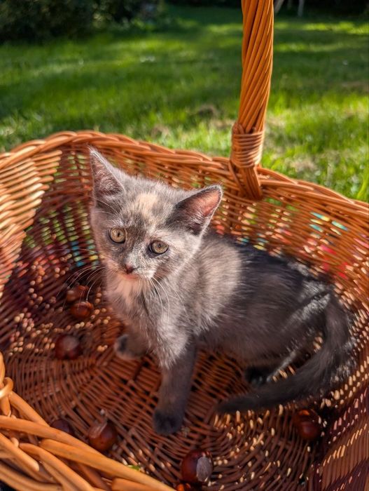 Віддаємо котусиків у добрі руки!
