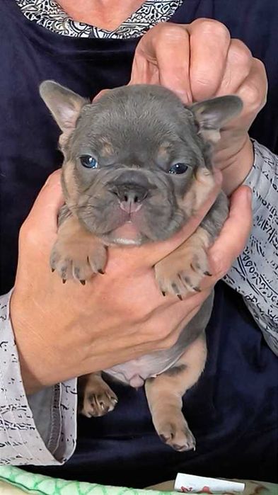 Французский бульдог лилак тан