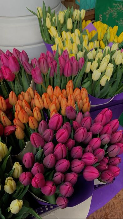 Тюльпан ОПТ до 14 лютого