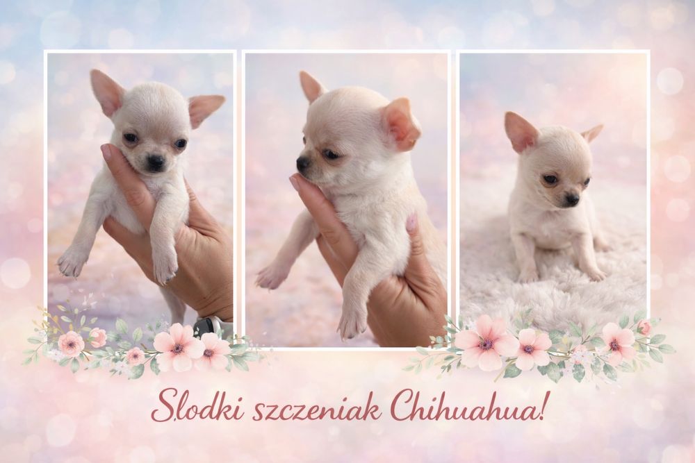 Chihuahua – piesek z rodowodem , Mini