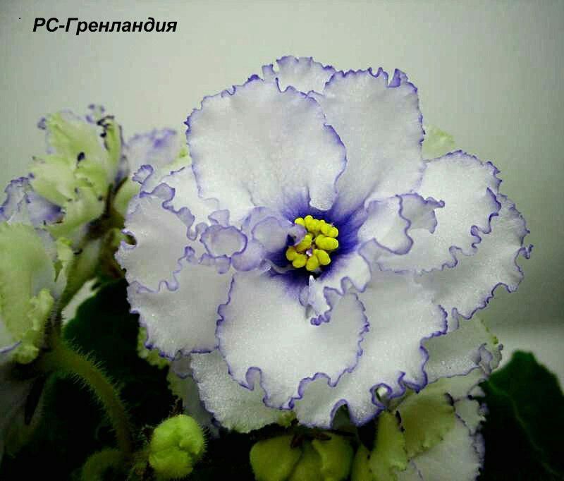 фиалки сенполии герани фикусы