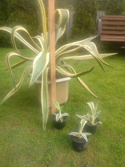 Агава американська