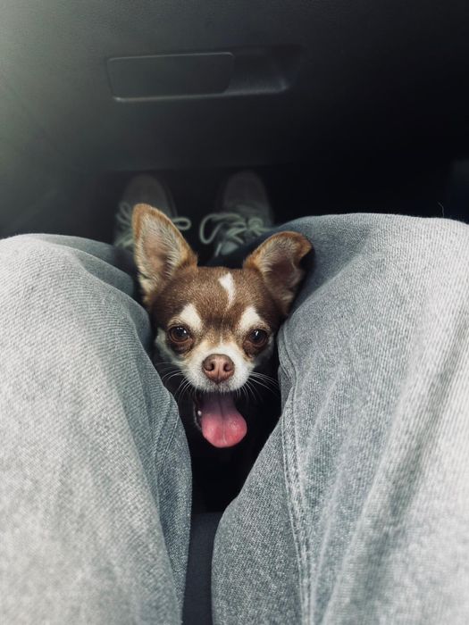 Czekoladowa chihuahua Mia