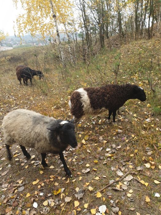 Продаж кіз, козлів та козенята