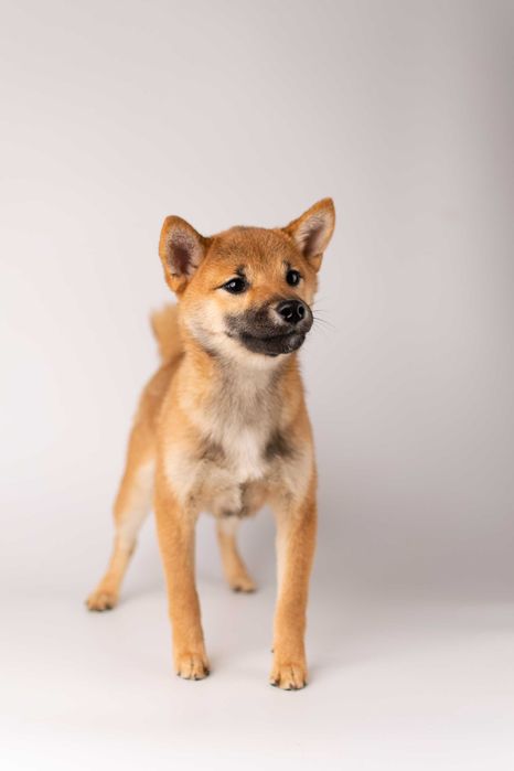 Дівчинка породи шиба іну готова до переїзду