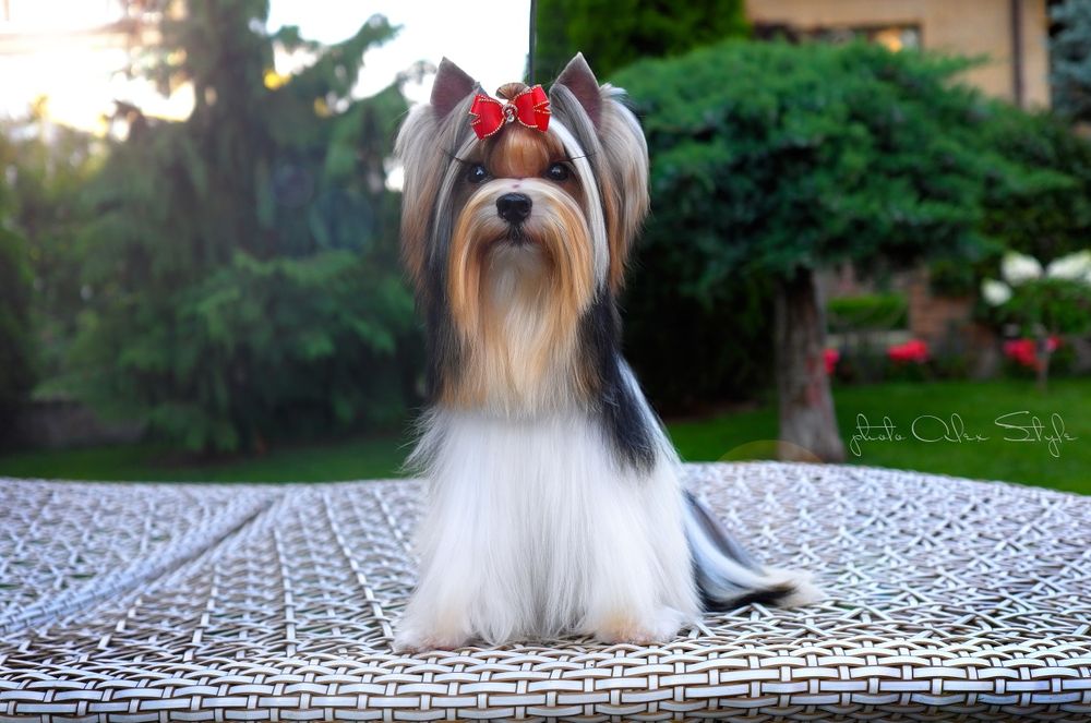 Бивер Йорк для вязок