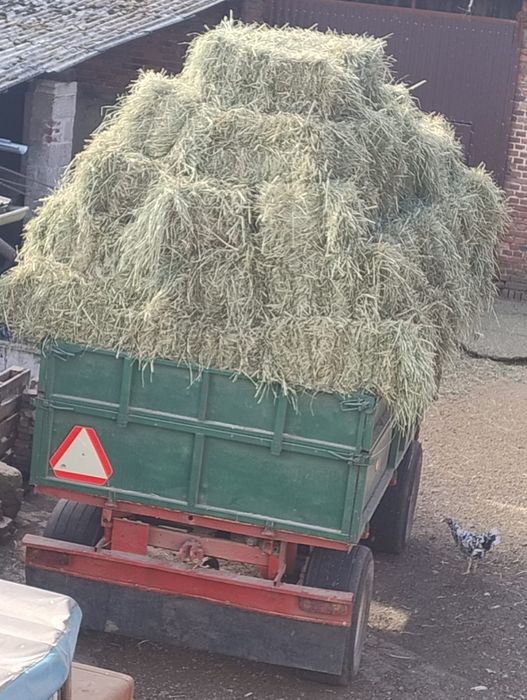 Sprzedam śano w kostkach