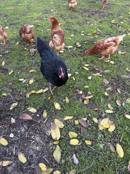 Galinha Jersey gigante