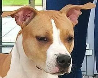 Wyjątkowy samiec GOTOWY DO ZMIANY DOMU American Staffordshire Terrier