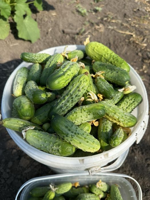 Домашні огірки.