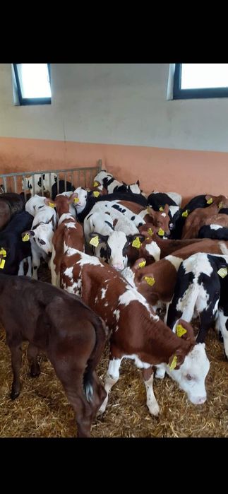 Sprzedam cielęta polskie transport gratis