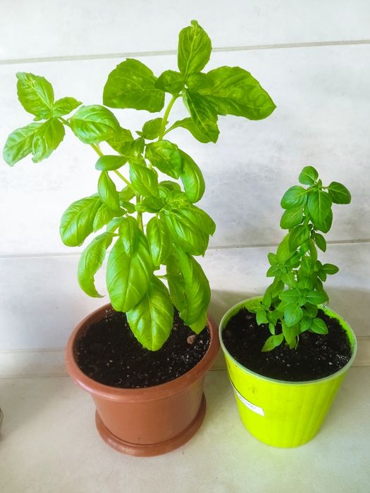 Базілік різних сортів