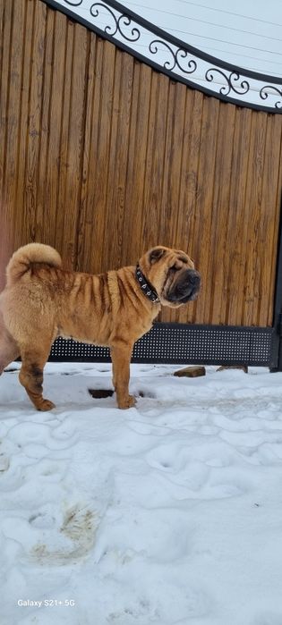 В'язка(злучка)Шарпея