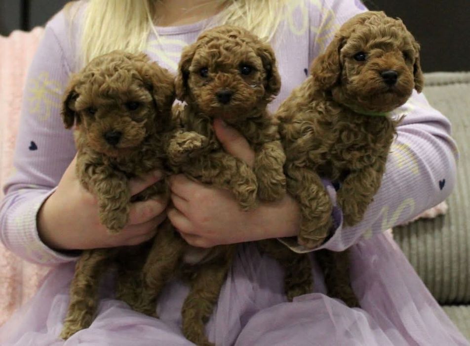 Хлопці той пудель ред браун!