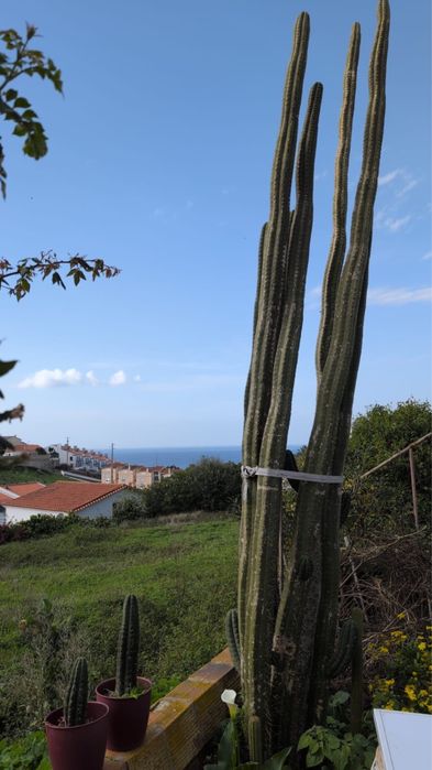 Vários catos tricocereus