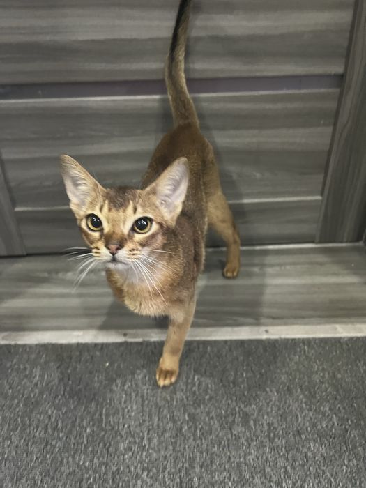 Абиссинский котик