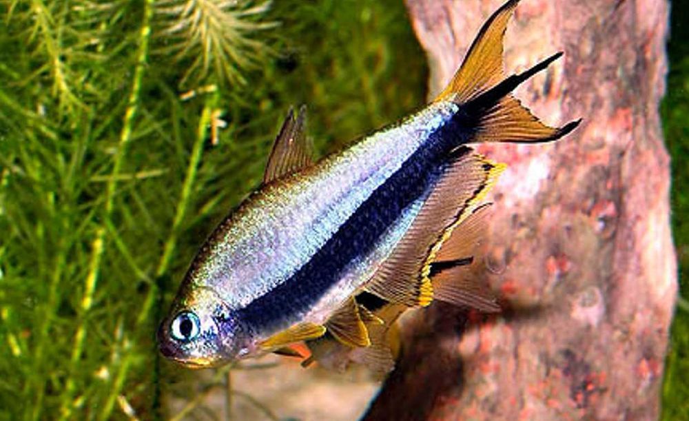 Tetra cesarska - Nematobrycon palmeri - dowozimy, wysyłamy