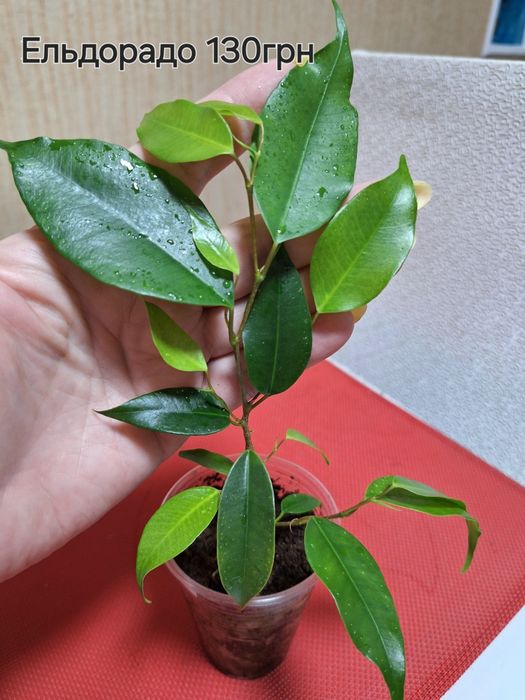 Продам Фікус Ельдорадо