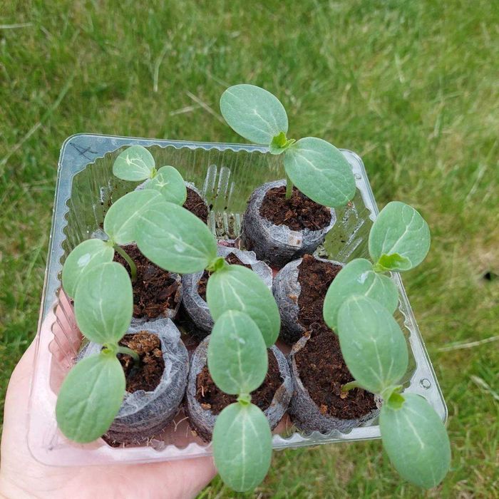 Таблетки для розсади