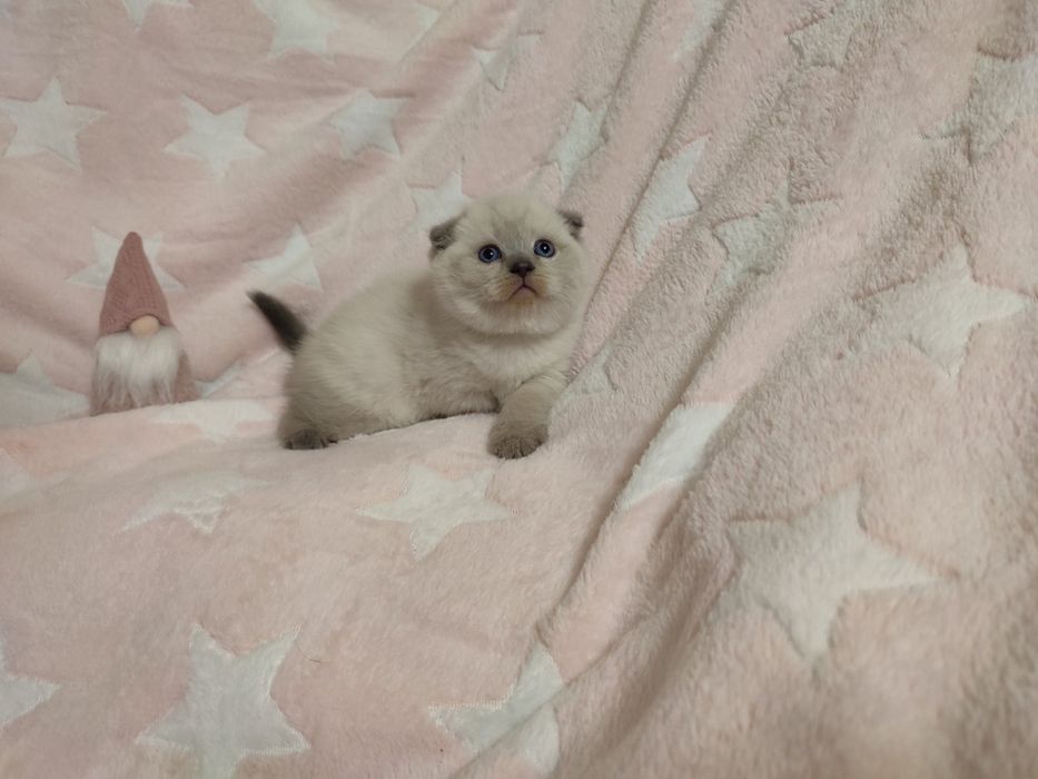 Вязка . Скоттиш - фолд .