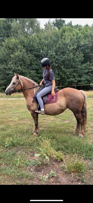 Klacz  7lat 145cm