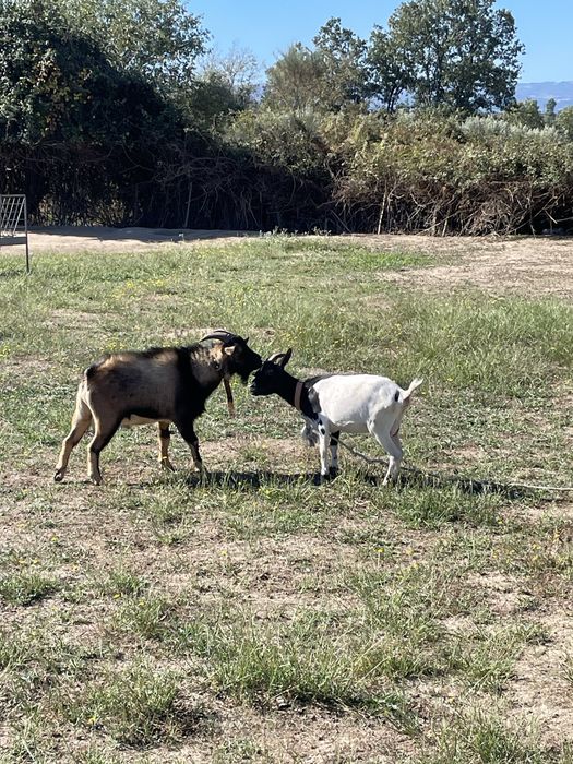 Cabras anãs ( adultas e bebes)