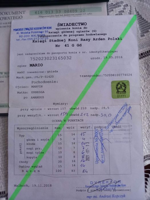 Ogier Mario urokliwy arden szwedzki