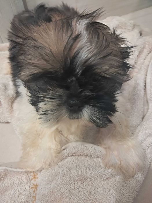Shih Tzu szczeniaki