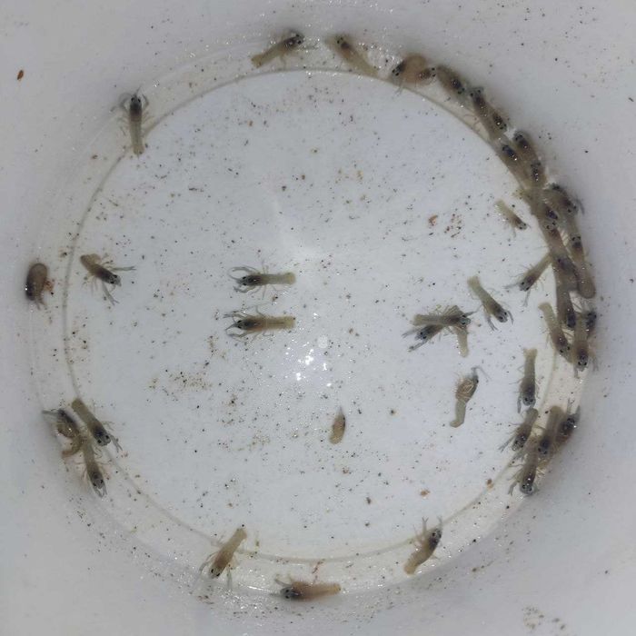 Мaльoк aвcтpaлійcькoгo paкa, AККP