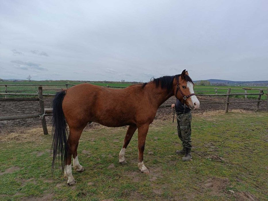 Wałach mieszanki małopolskiej z American Paint Horse
