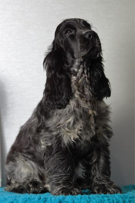 Кокер спаніель англійській