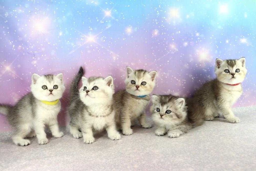 Красивые и ласковые, игривые и самые чудесные  котята