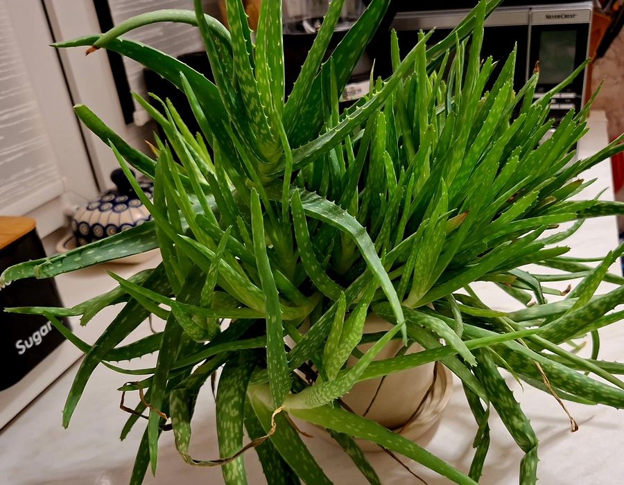 Aloes sadzonka ma 3 lata