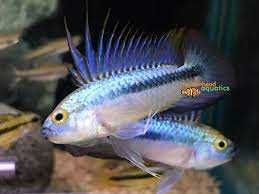 Apistogramma trifasciata 
       Pielęgniczka trójpręga
