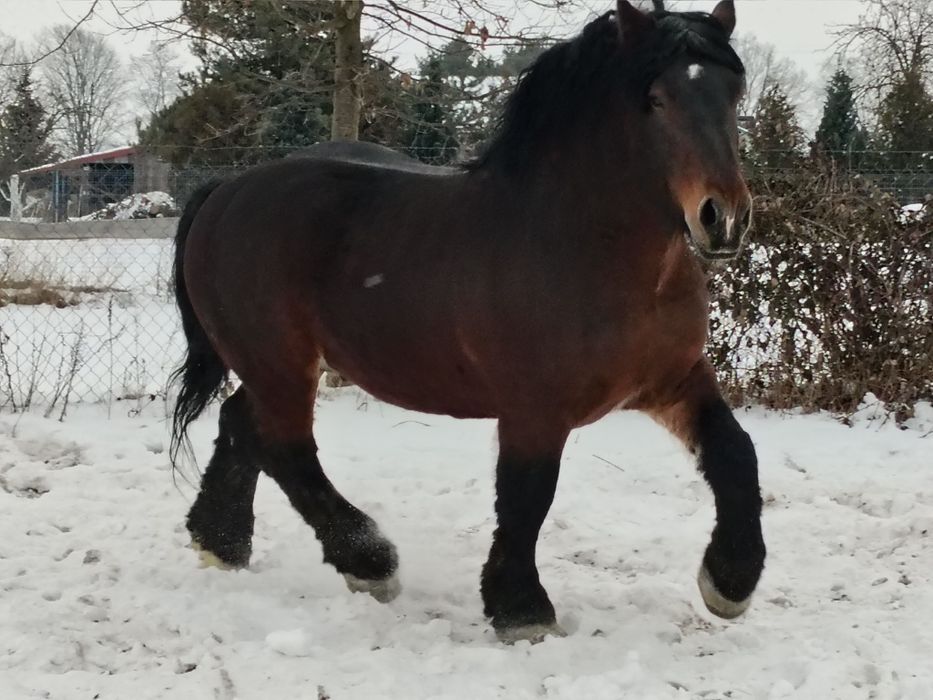 Sprzedam ogiera zimnokrwistego