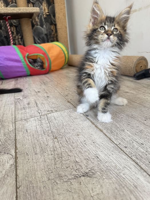 Maine coon kotka, kocur, kotki szukaja nowego domu
