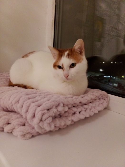 Котик , лагідний