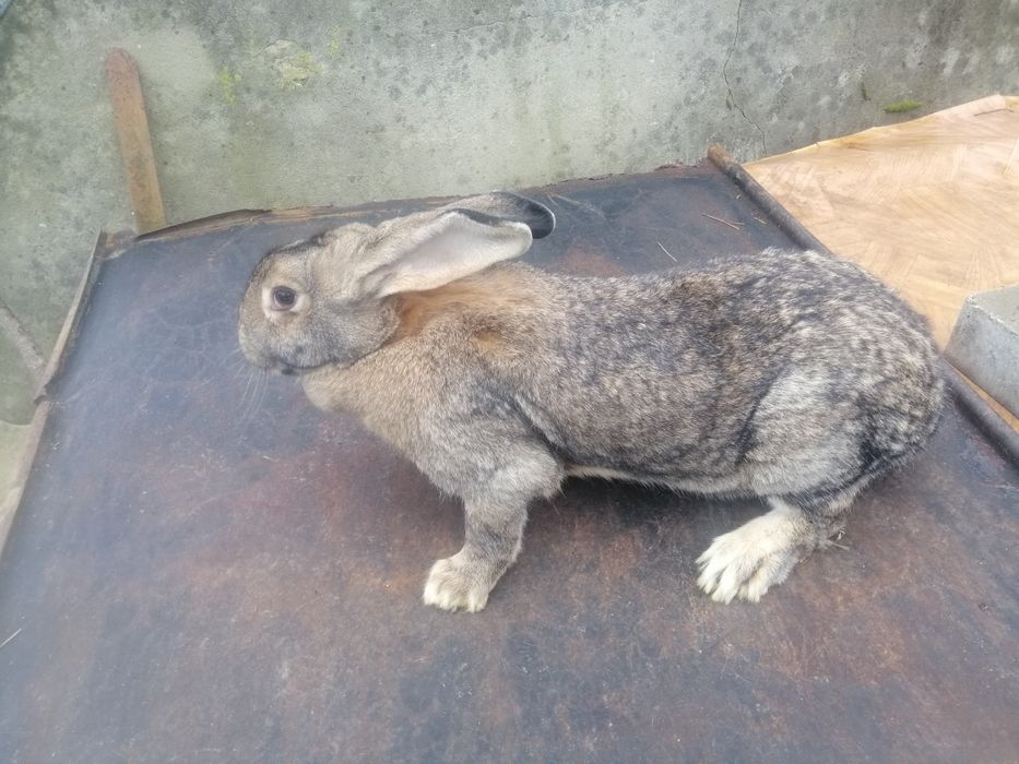 Króliki mieszane 6-7kg samce i samice