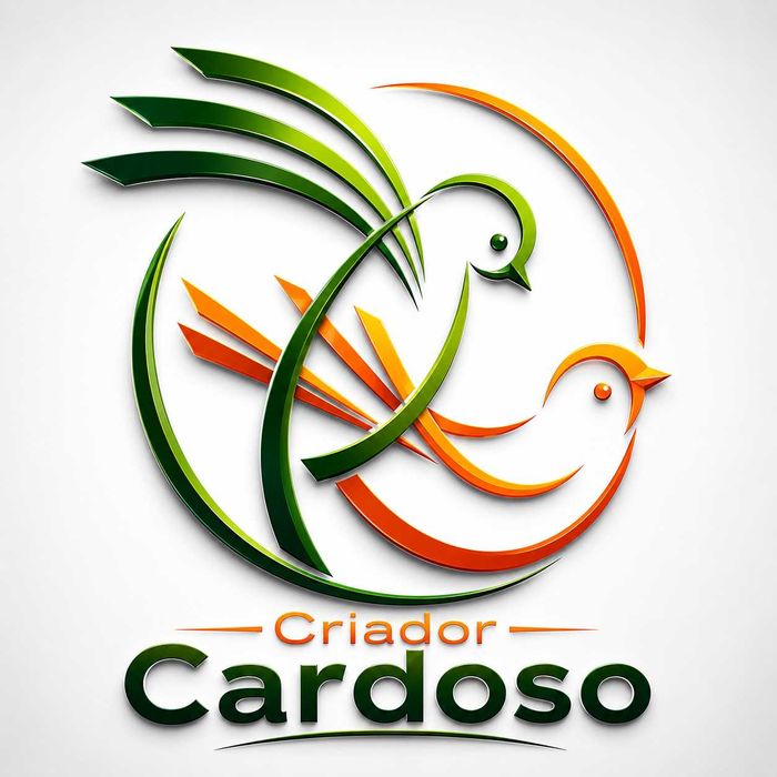 Canários de porte - Llarguet Espanholl