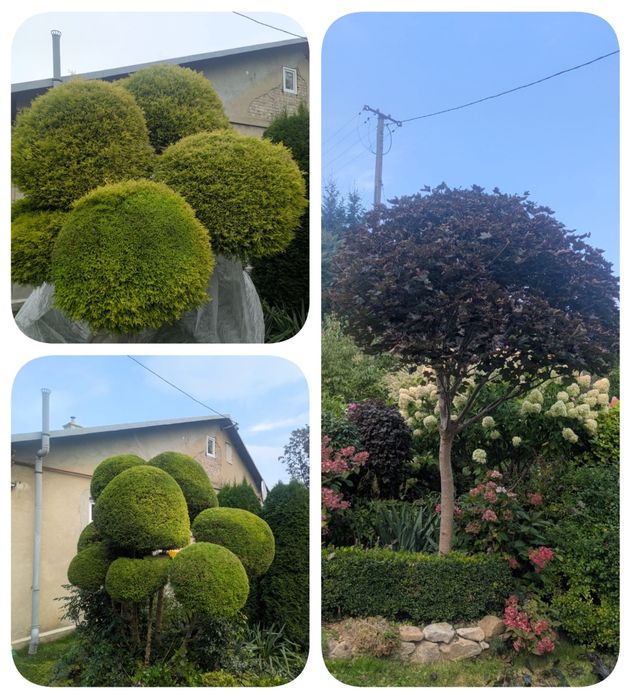 Rębakowanie,koszenie,wycinka drzew,cięcie Tui,usługi ogrodnicze