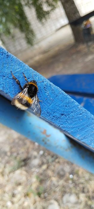 Продам джмеля(на нём НЕ ездили новый крч)