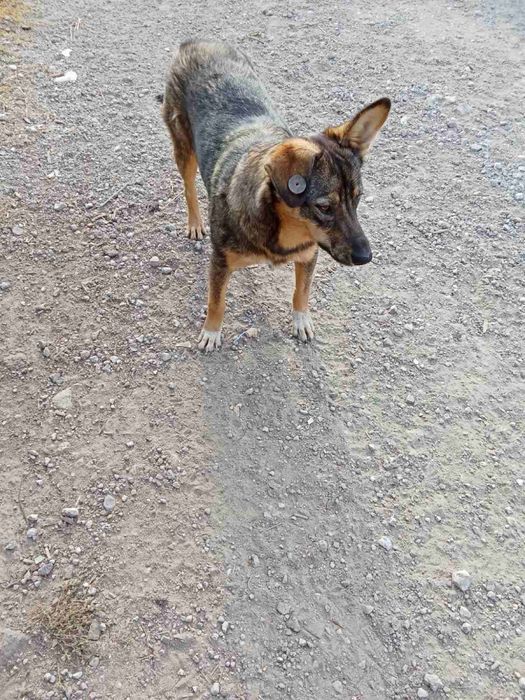 Отдам в хорошие руки собачку