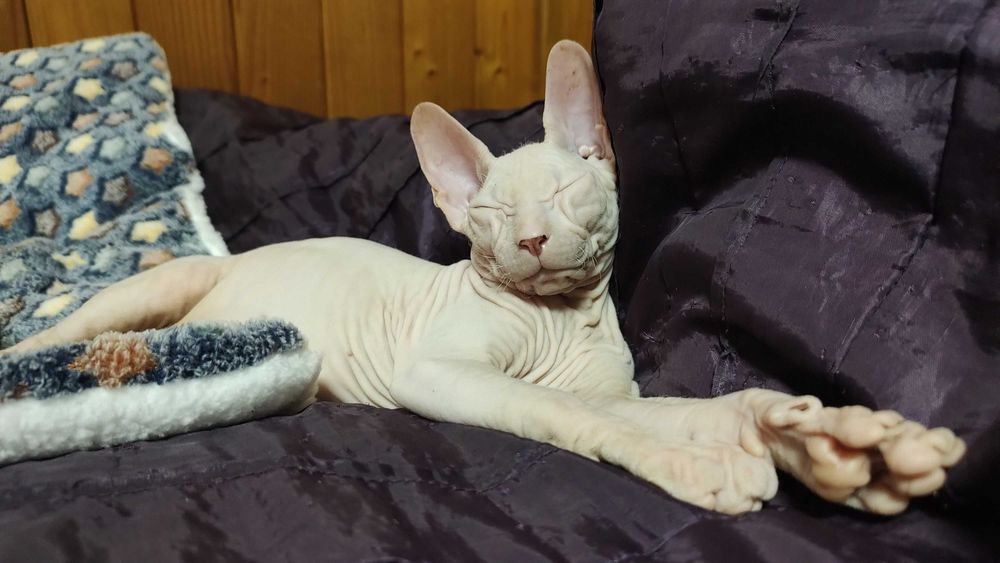 Донський Сфінкс кошенята, ДВА білих хлопчика
