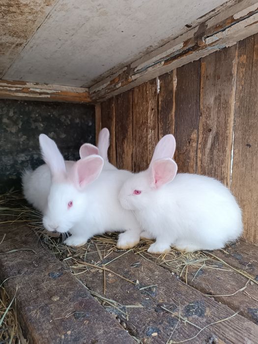 Продам кролів велетнів