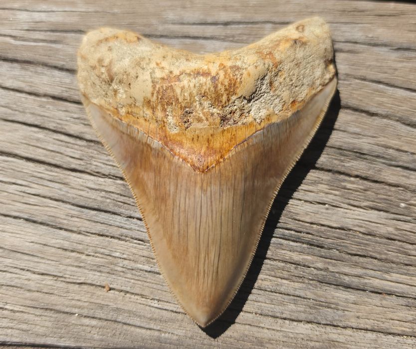 Fossil: Dentes de tubarão Megalodonte