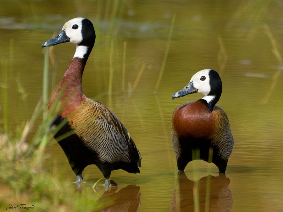 Casal viduatas  adulto