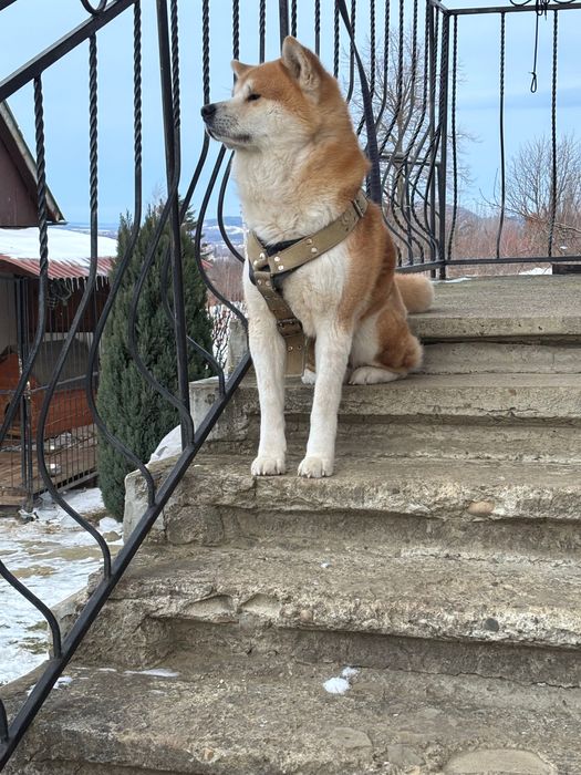 В’язка Акіта іну хлопчик