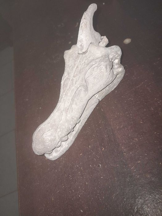 Fóssil de animal prestórico